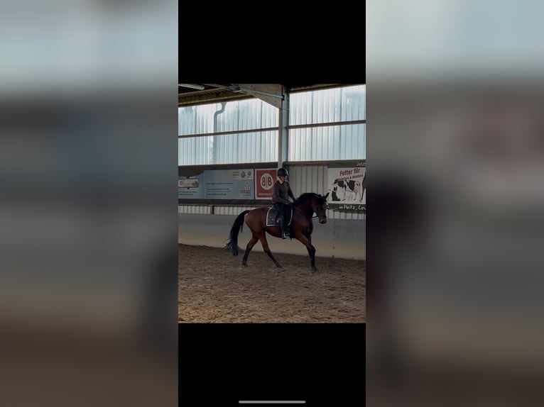 Oldenburger Stute 8 Jahre 161 cm Brauner in Tauche