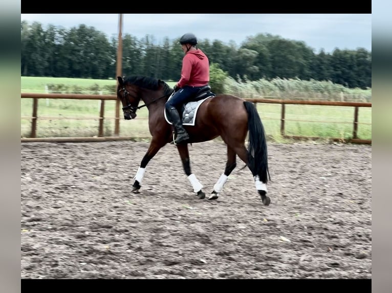 Oldenburger Stute 8 Jahre 161 cm Brauner in Tauche