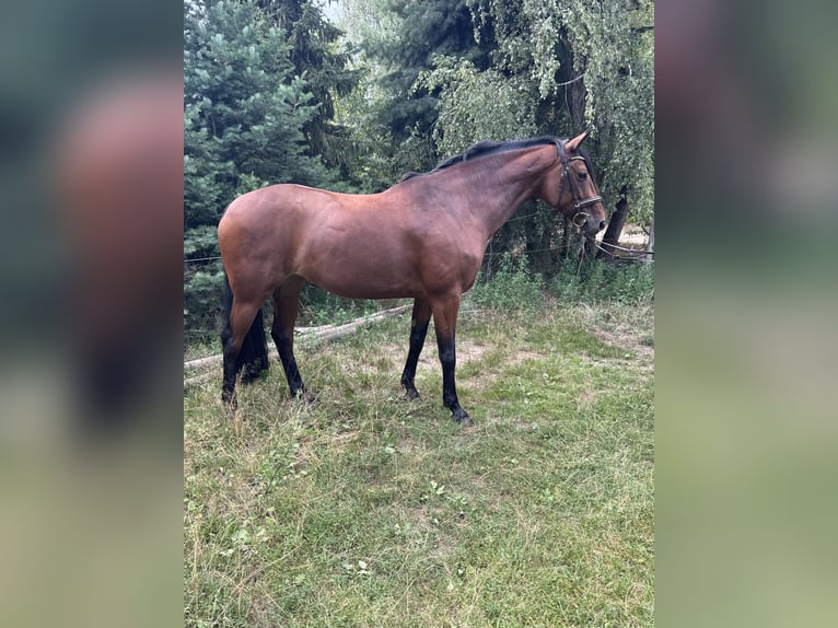 Oldenburger Stute 8 Jahre 161 cm Brauner in Tauche