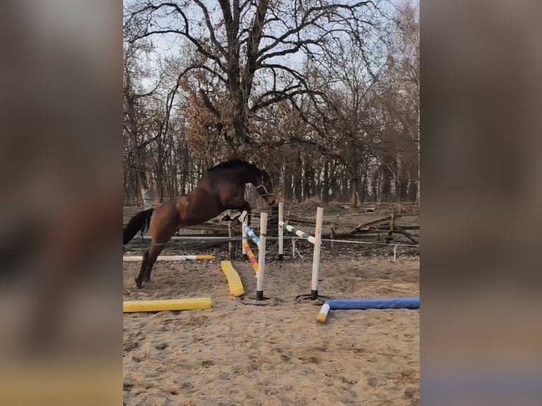 Oldenburger Stute 8 Jahre 161 cm Brauner in Tauche