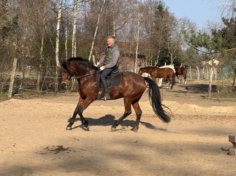 Oldenburger Stute 8 Jahre 161 cm Brauner in Tauche