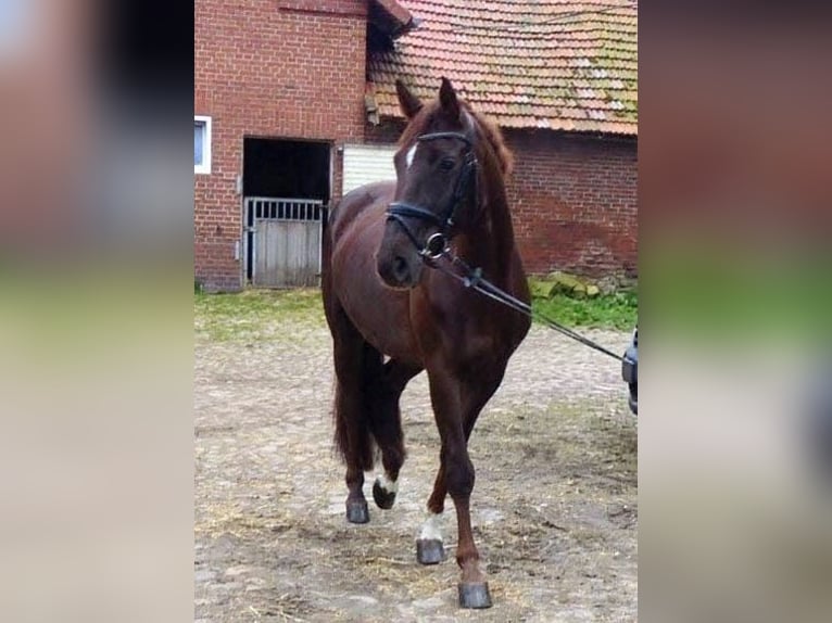 Oldenburger Stute 8 Jahre 162 cm Dunkelfuchs in Bassum