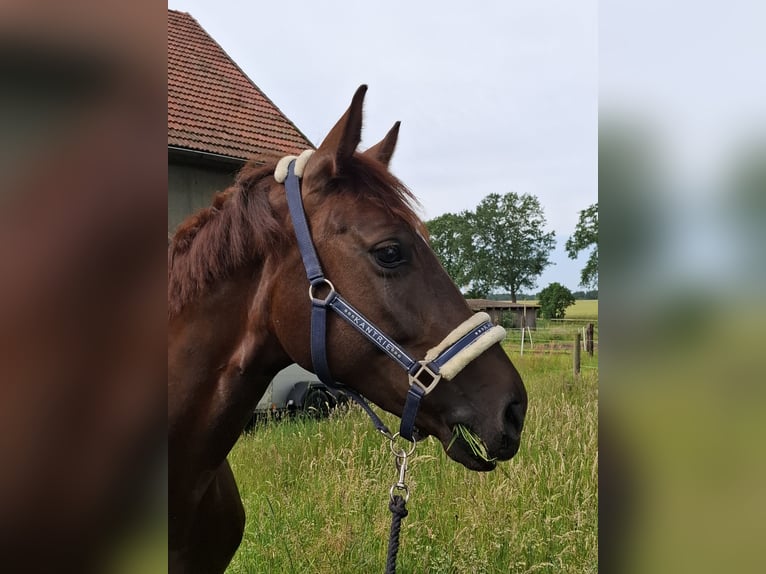 Oldenburger Stute 8 Jahre 162 cm Dunkelfuchs in Bassum