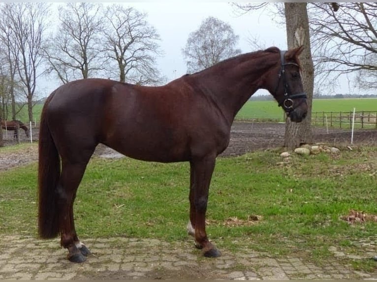 Oldenburger Stute 8 Jahre 162 cm Dunkelfuchs in Bassum