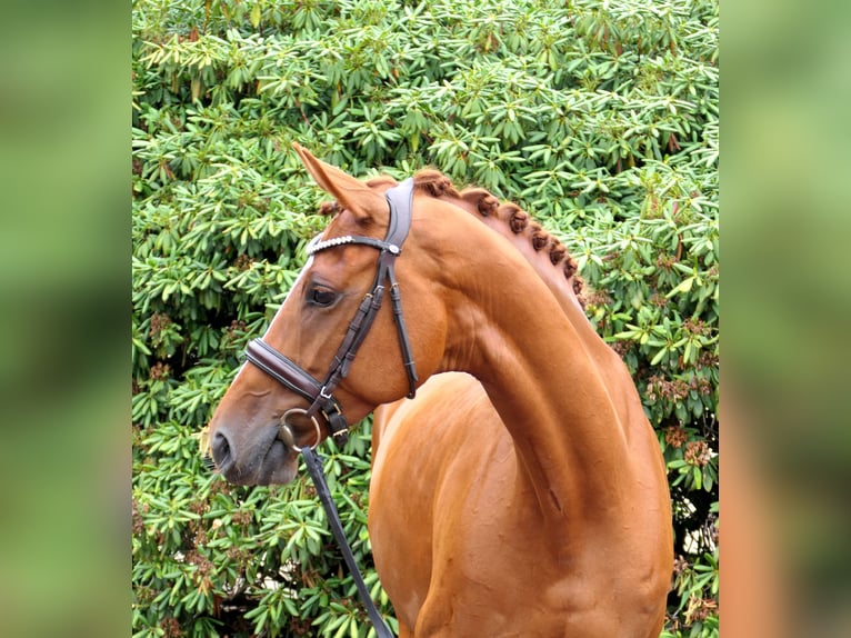 Oldenburger Stute 8 Jahre 162 cm Fuchs in Cappeln (Oldenburg)