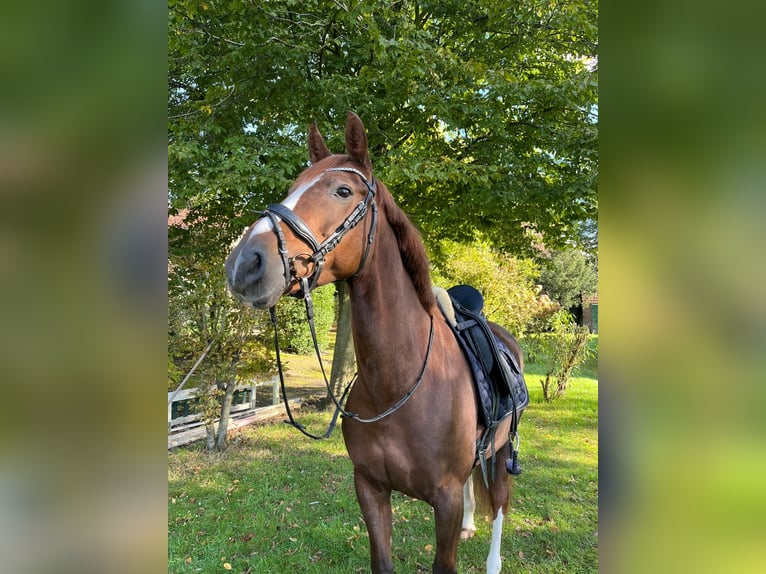 Oldenburger Stute 8 Jahre 163 cm Dunkelfuchs in Uplengen