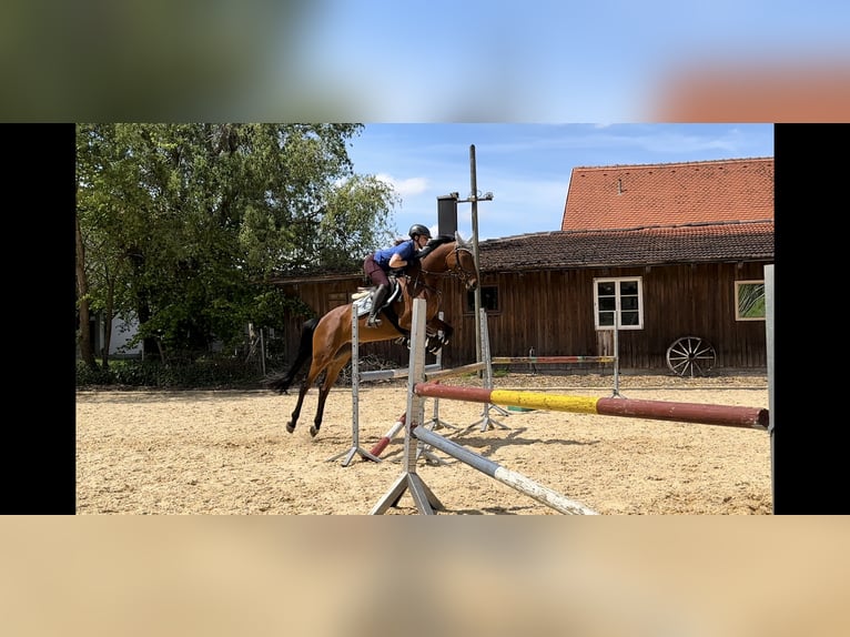 Oldenburger Stute 8 Jahre 164 cm Brauner in Weilheim in Oberbayern