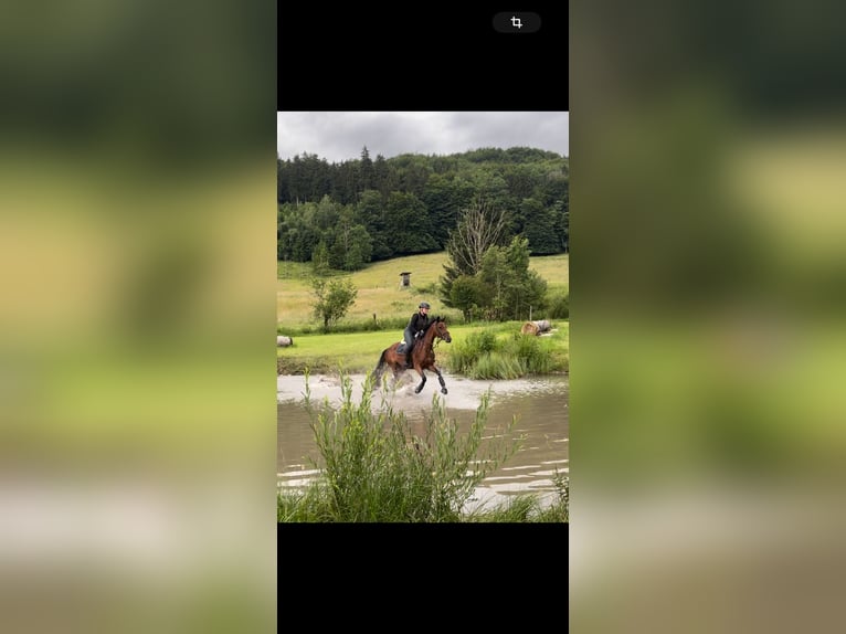 Oldenburger Stute 8 Jahre 164 cm Brauner in Weilheim in Oberbayern