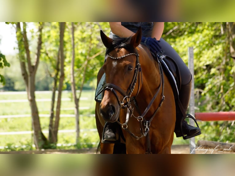 Oldenburger Stute 8 Jahre 164 cm Brauner in Weilheim in Oberbayern