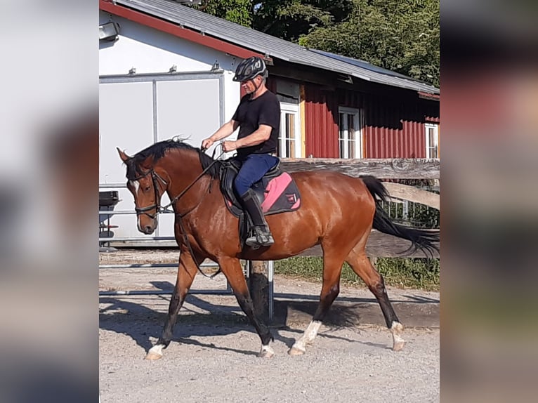 Oldenburger Stute 8 Jahre 164 cm Brauner in Grünkraut