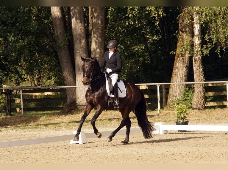 Oldenburger Stute 8 Jahre 164 cm Dunkelbrauner in Saarlouis