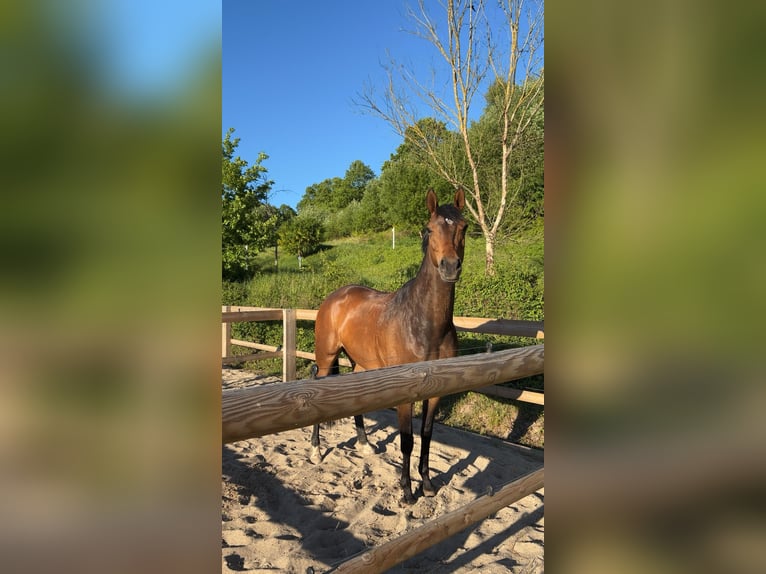 Oldenburger Stute 8 Jahre 164 cm Dunkelbrauner in Ahrensbök