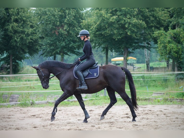 Oldenburger Stute 8 Jahre 164 cm Rappe in Rohrlack
