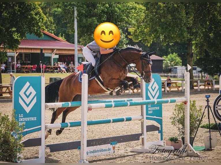Oldenburger Stute 8 Jahre 165 cm Brauner in Ankum