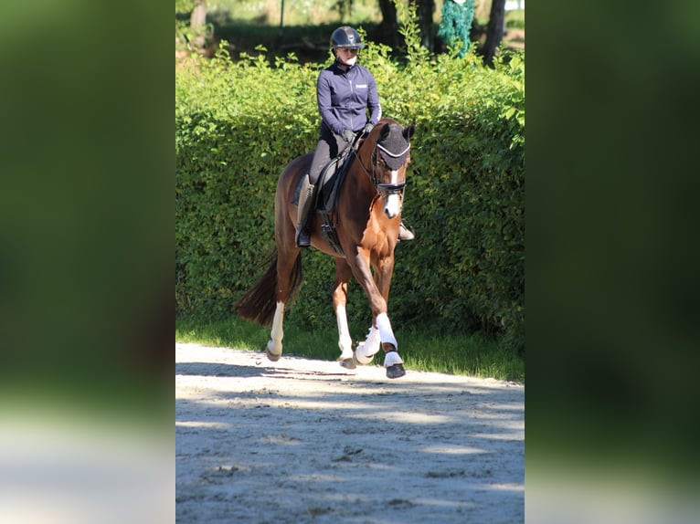 Oldenburger Stute 8 Jahre 165 cm Dunkelfuchs in Vlotho