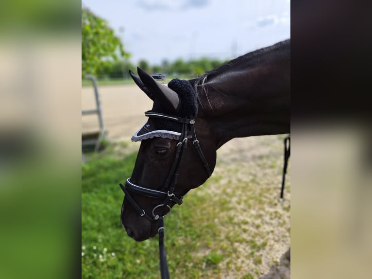 Oldenburger Stute 8 Jahre 165 cm Schwarzbrauner in Hohentengen