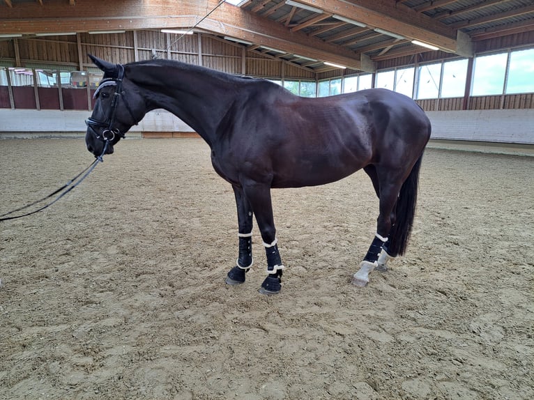 Oldenburger Stute 8 Jahre 165 cm Schwarzbrauner in Hohentengen
