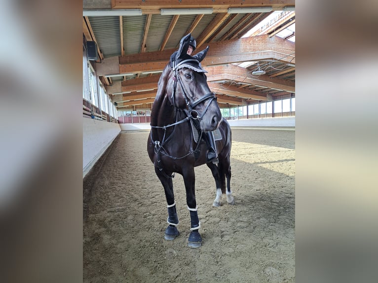 Oldenburger Stute 8 Jahre 165 cm Schwarzbrauner in Hohentengen
