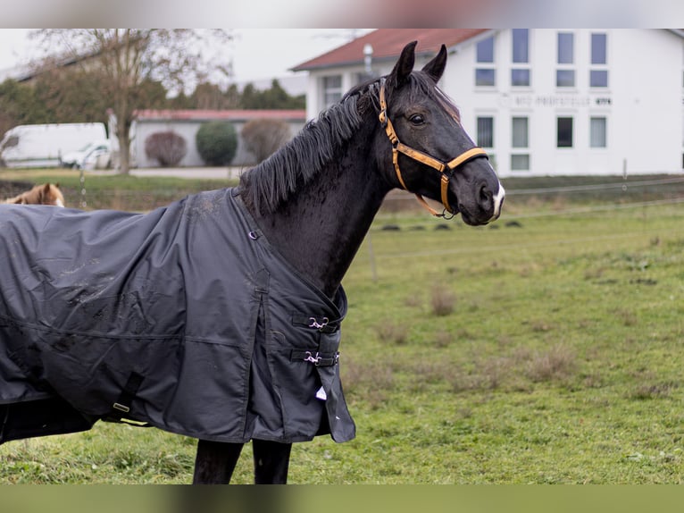 Oldenburger Stute 8 Jahre 165 cm Schwarzbrauner in Hohentengen