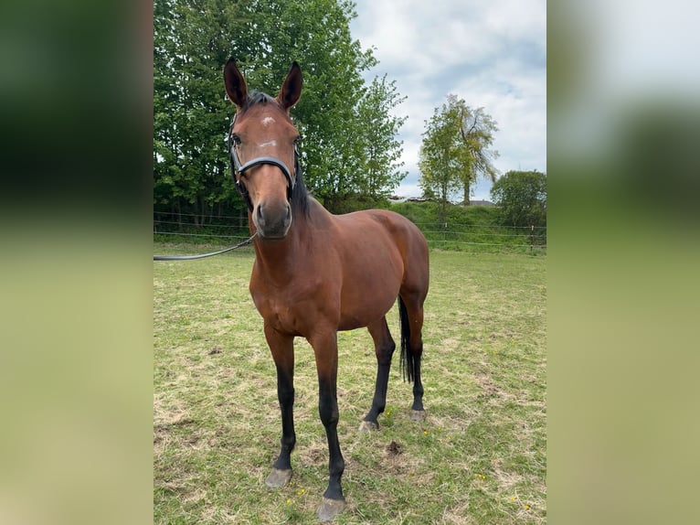 Oldenburger Stute 8 Jahre 166 cm Brauner in Sallingberg