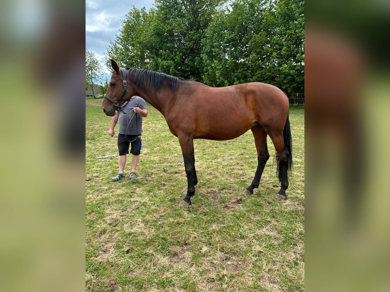 Oldenburger Stute 8 Jahre 166 cm Brauner in Sallingberg