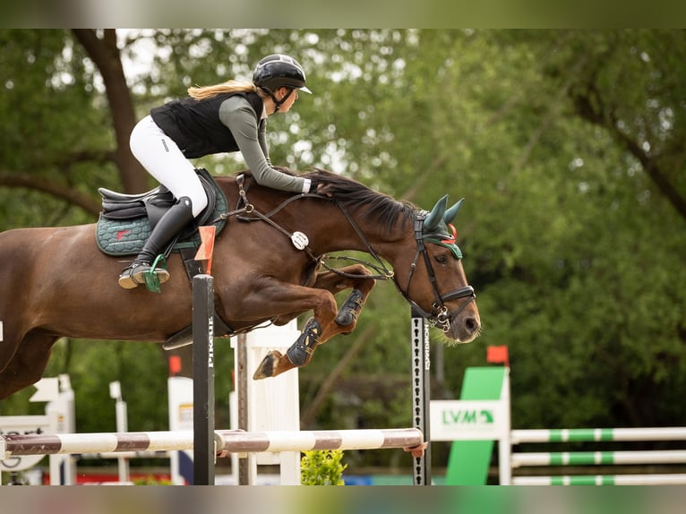 Oldenburger Stute 8 Jahre 166 cm Fuchs in Lienen