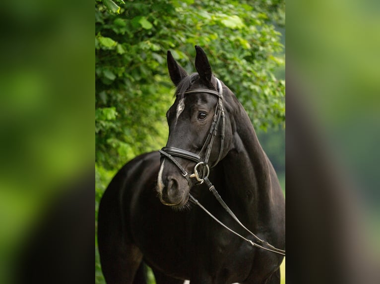Oldenburger Stute 8 Jahre 166 cm Schwarzbrauner in Villmar