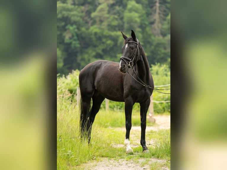 Oldenburger Stute 8 Jahre 166 cm Schwarzbrauner in Villmar