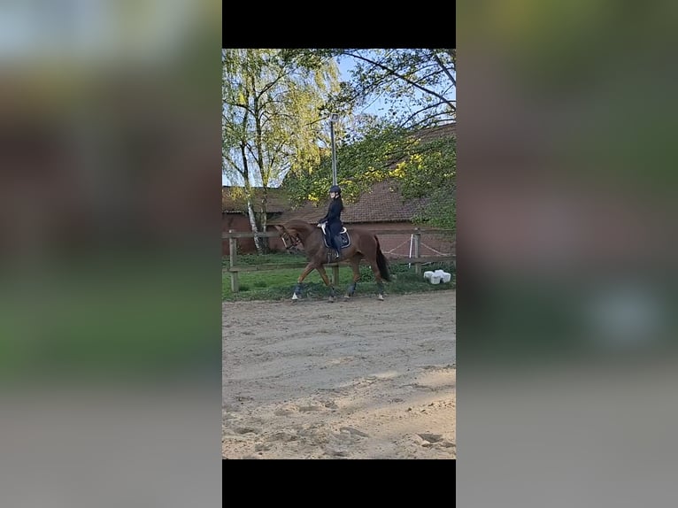 Oldenburger Stute 8 Jahre 167 cm Dunkelfuchs in Cloppenburg