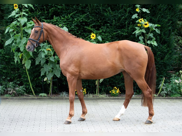 Oldenburger Stute 8 Jahre 167 cm Fuchs in Damme