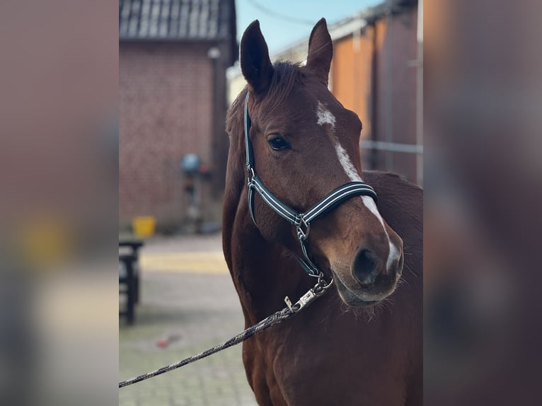 Oldenburger Stute 8 Jahre 167 cm Fuchs in KaltenkirchenNützen