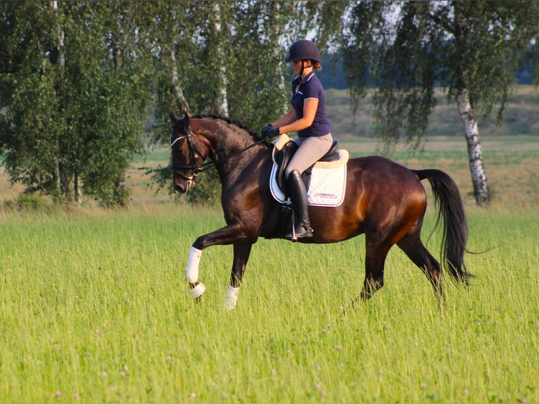 Oldenburger Stute 8 Jahre 167 cm Schwarzbrauner in Valluhn