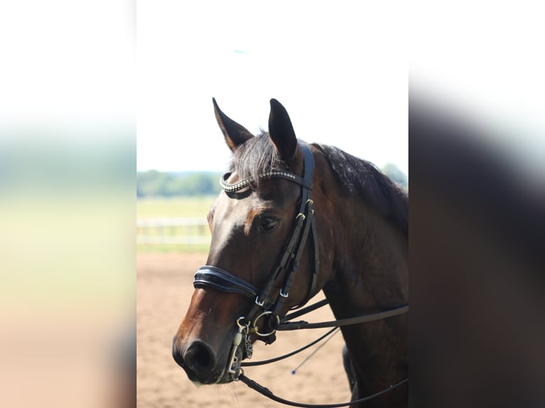 Oldenburger Stute 8 Jahre 167 cm Schwarzbrauner in Valluhn