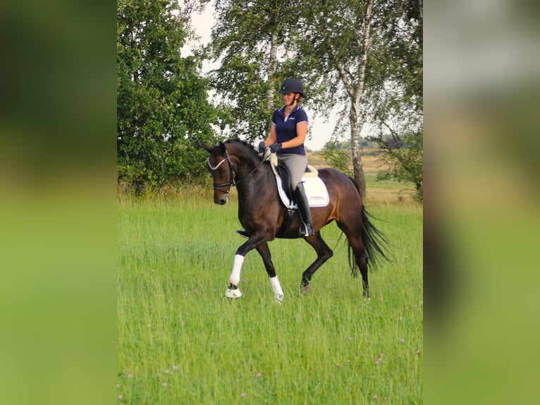 Oldenburger Stute 8 Jahre 167 cm Schwarzbrauner in Valluhn