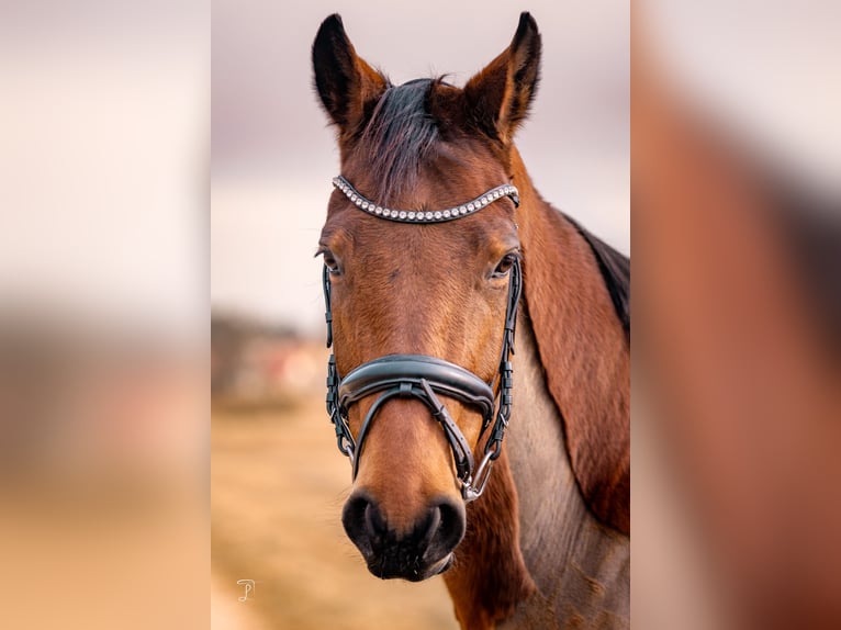 Oldenburger Stute 8 Jahre 168 cm Brauner in Freystadt