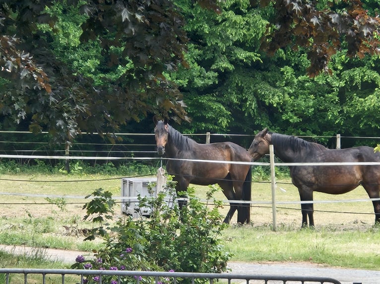 Oldenburger Stute 8 Jahre 168 cm Dunkelbrauner in Bad Zwischenahn