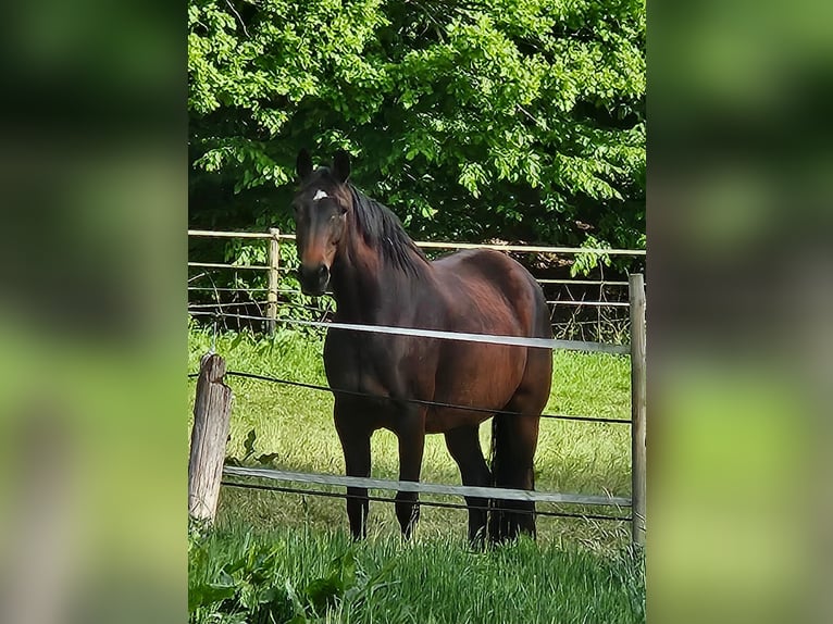Oldenburger Stute 8 Jahre 168 cm Dunkelbrauner in Bad Zwischenahn