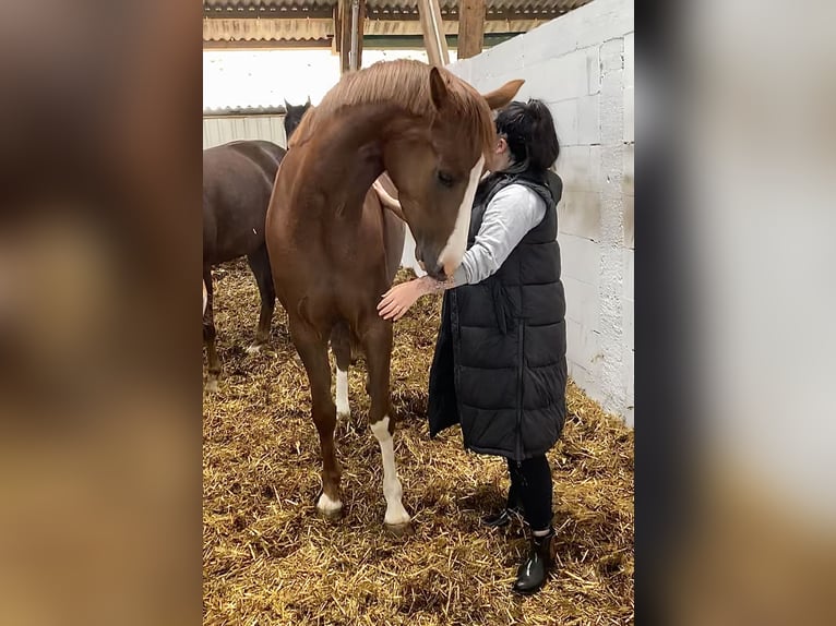 Oldenburger Stute 8 Jahre 168 cm Dunkelfuchs in Vechta