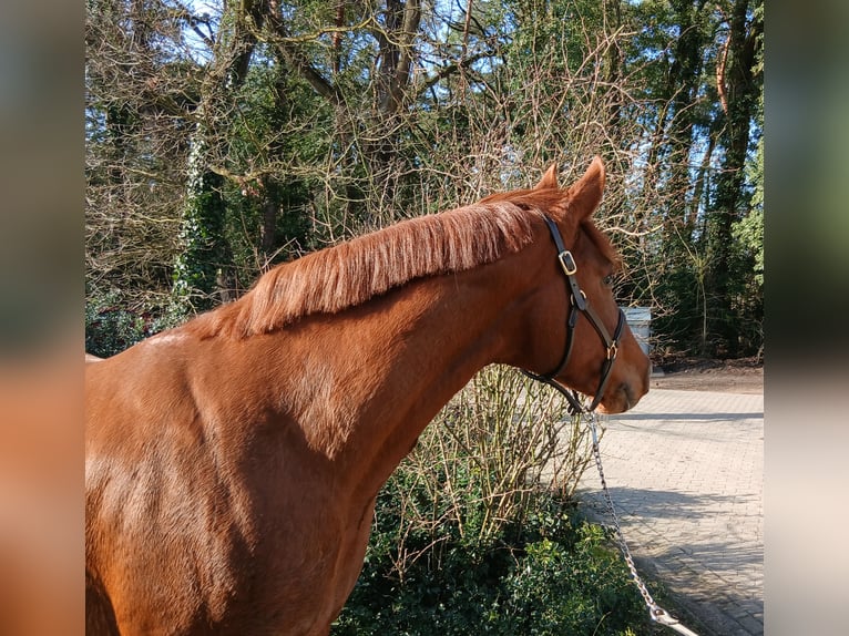 Oldenburger Stute 8 Jahre 168 cm Fuchs in Barenburg