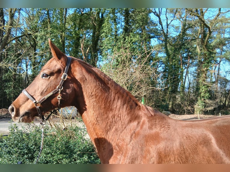 Oldenburger Stute 8 Jahre 168 cm Fuchs in Barenburg