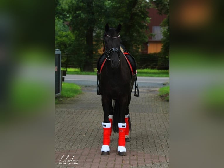 Oldenburger Stute 8 Jahre 168 cm Rappe in Molbergen