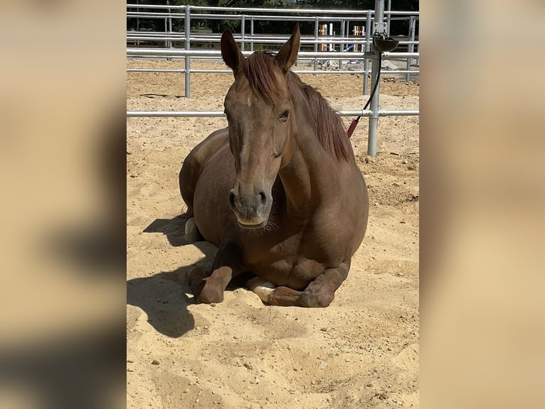 Oldenburger Stute 8 Jahre 170 cm Dunkelfuchs in Langen