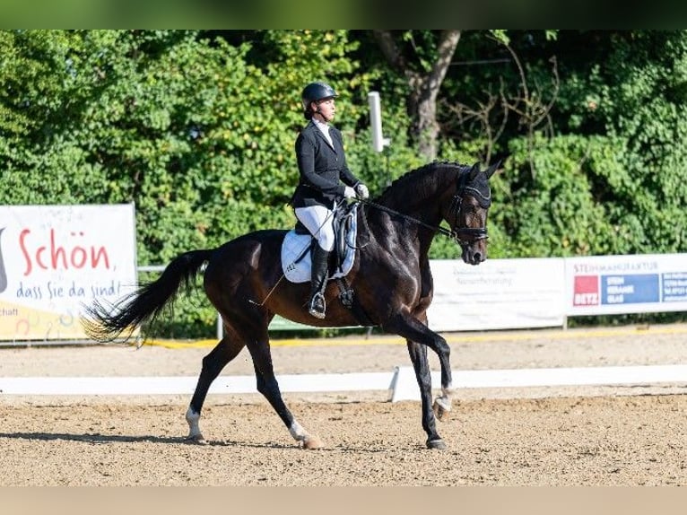 Oldenburger Stute 8 Jahre 170 cm Schwarzbrauner in Kusterdingen