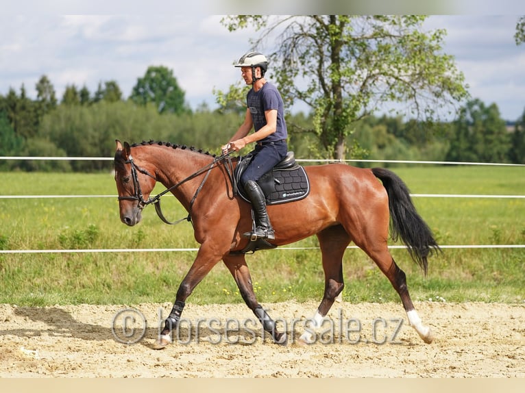 Oldenburger Stute 8 Jahre 171 cm Brauner in Ceske Budejovice