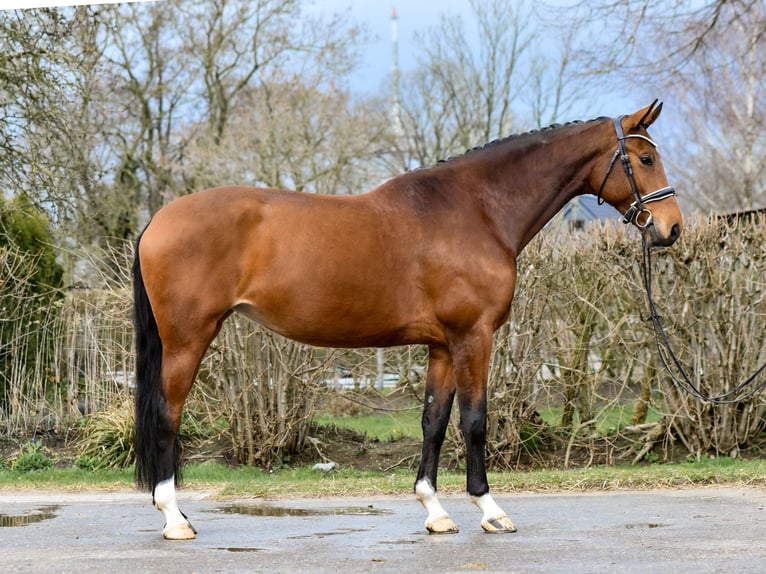 Oldenburger Stute 8 Jahre 172 cm Brauner in Freienwill