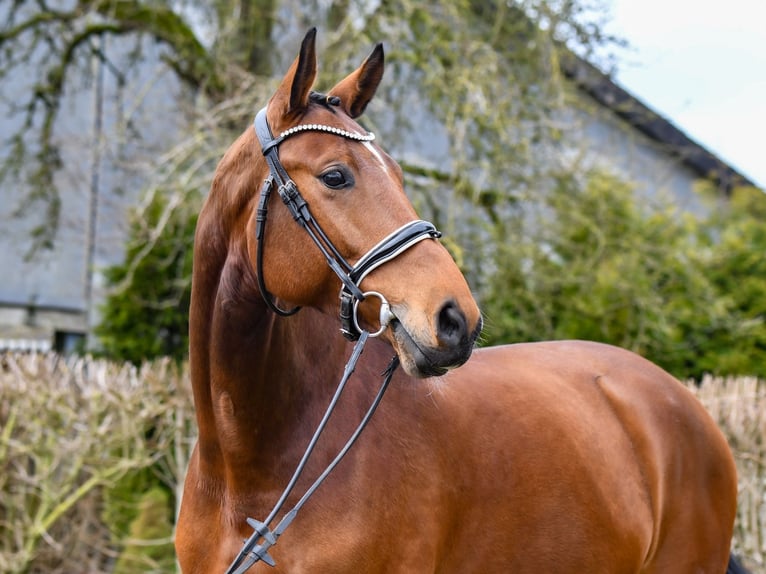 Oldenburger Stute 8 Jahre 172 cm Brauner in Freienwill