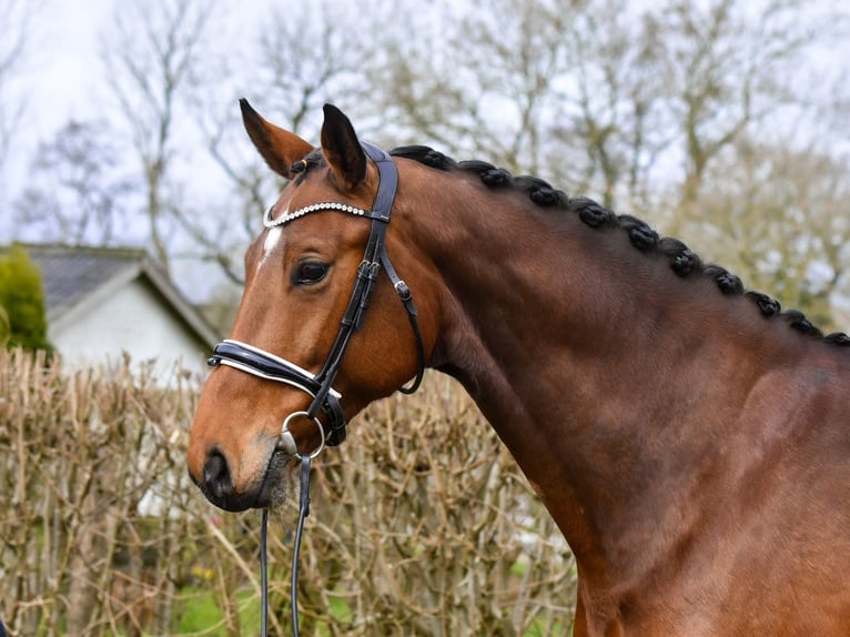 Oldenburger Stute 8 Jahre 172 cm Brauner in Freienwill