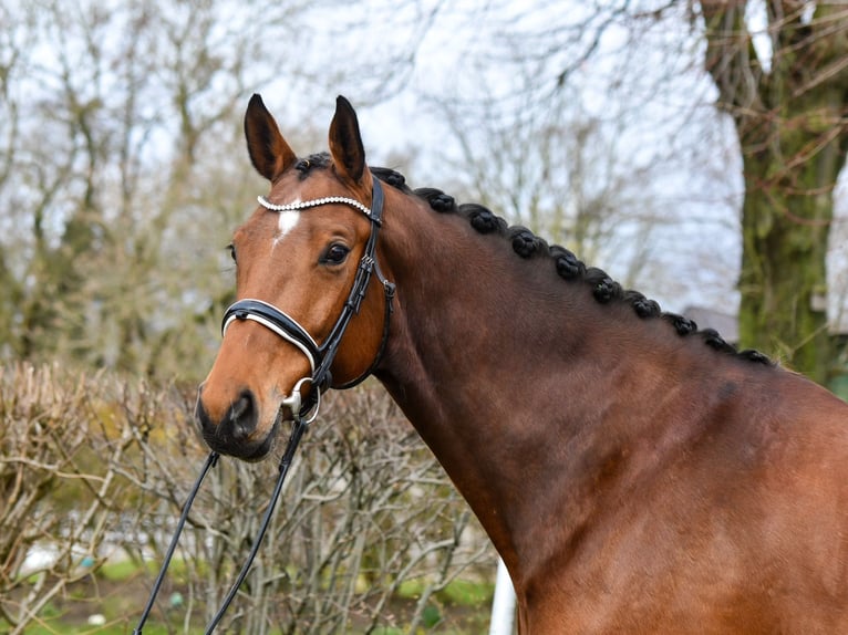 Oldenburger Stute 8 Jahre 172 cm Brauner in Freienwill