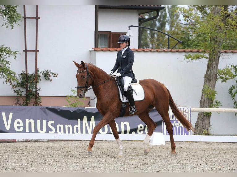 Oldenburger Stute 8 Jahre 172 cm Fuchs in Unterpetersdorf