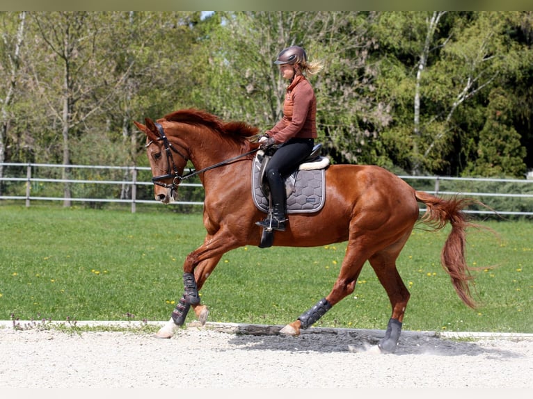 Oldenburger Stute 8 Jahre 172 cm Fuchs in Unterpetersdorf